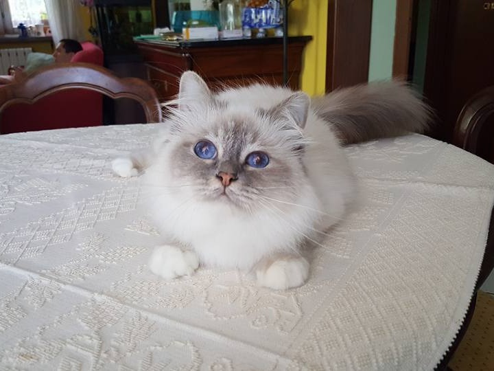  gatto sacro di birmania  blue tabby